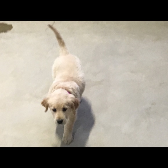 Meet your Posher, Arminda - Picture 1 of 1